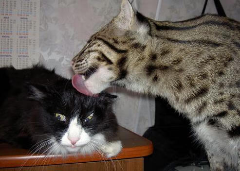 开云备用-北京鸭新赛季阵容调整注重年轻化发展，北京鸭百度百科